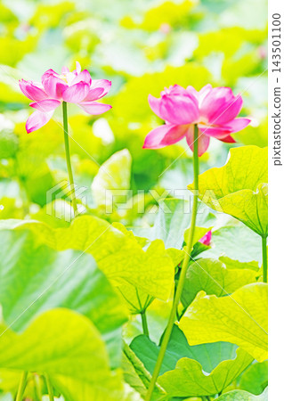 Flowers around the house, various in all seasons. Large, beautiful pink lotus flowers are beginning to bloom in the lotus pond in early summer. Flowers around the house, various in all seasons. Large, beautiful pink lotus flowers are beginning to bloom in the lotus pond in early summer. 143501100