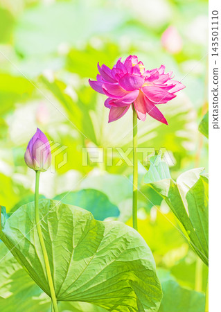 Flowers around the house, various in all seasons. Large, beautiful pink lotus flowers are beginning to bloom in the lotus pond in early summer. Flowers around the house, various in all seasons. Large, beautiful pink lotus flowers are beginning to bloom in the lotus pond in early summer. 143501110