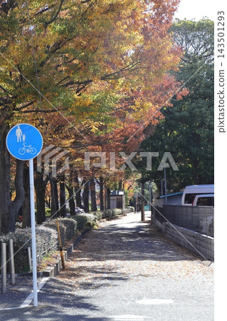 Autumn foliage and walking paths along the Nikaryo Canal in Musashi-Kosugi Autumn foliage and walking paths along the Nikaryo Canal in Musashi-Kosugi 143501293