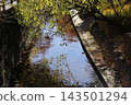 The Nikaryo Canal in Musashi-Kosugi and the autumn scenery 143501294