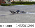 Pigeons pecking at food in a plaza near Kawasaki Station 143501299