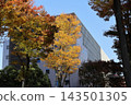 Blue skies, autumn leaves, and buildings in Musashi-Kosugi 143501305