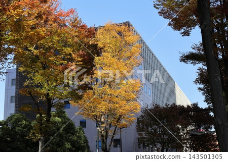 武藏小杉的藍天、秋葉與建築 武藏小杉的藍天、秋葉與建築 143501305