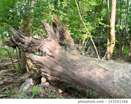 Deadwood and fallen trunks in a lush forest. Deadwood and fallen trunks in a lush forest. 143501366