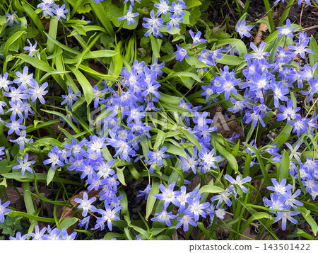 Blue spring flowers blooming in garden. 143501422