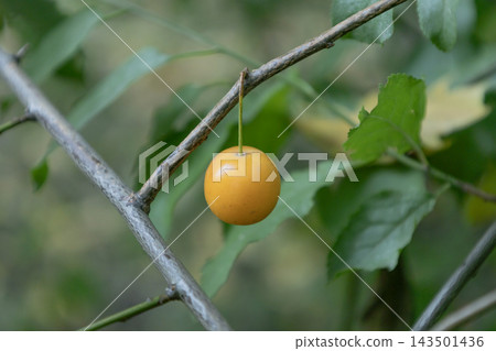 Single yellow cherry plum hanging on bare tree branch in dark autumn garden. Macro close-up view of wild organic fruit against blurred foliage background, seasonal botany and harvest concept. Single yellow cherry plum hanging on bare tree branch in dark autumn garden. Macro close-up view of wild organic fruit against blurred foliage background, seasonal botany and harvest concept. 143501436