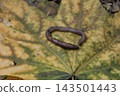 Earthworm crawling on a large fallen autumn maple leaf with yellow and green colors. Macro close-up shot of soil wildlife in nature, agricultural concept and garden decomposition details on foliage. 143501443