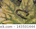 Earthworm crawling on a large fallen autumn maple leaf with yellow and green colors. Macro close-up shot of soil wildlife in nature, agricultural concept and garden decomposition details on foliage. 143501444