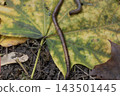 Earthworm crawling on a large fallen autumn maple leaf with yellow and green colors. Macro close-up shot of soil wildlife in nature, agricultural concept and garden decomposition details on foliage. 143501445