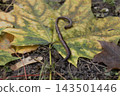 Earthworm crawling on a large fallen autumn maple leaf with yellow and green colors. Macro close-up shot of soil wildlife in nature, agricultural concept and garden decomposition details on foliage. 143501446
