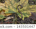 Earthworm crawling on a large fallen autumn maple leaf with yellow and green colors. Macro close-up shot of soil wildlife in nature, agricultural concept and garden decomposition details on foliage. 143501447