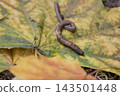 Earthworm crawling on a large fallen autumn maple leaf with yellow and green colors. Macro close-up shot of soil wildlife in nature, agricultural concept and garden decomposition details on foliage. 143501448