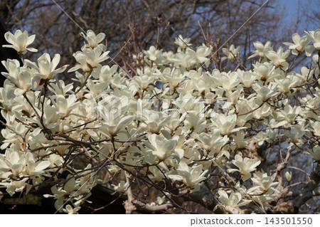 Magnolia 6 Magnolia 6 143501550