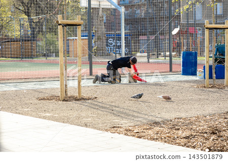 A construction worker kneels on a sand path in a park to perform ground paving tasks, while two pigeons walk nearby, capturing the urban labor process in a sunny outdoor setting A construction worker kneels on a sand path in a park to perform ground paving tasks, while two pigeons walk nearby, capturing the urban labor process in a sunny outdoor setting 143501879