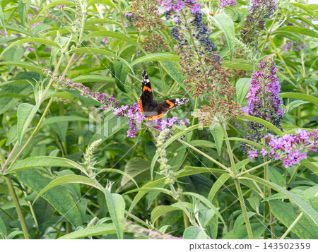 A vibrant Vanessa atalanta butterfly lands on a blooming buddleia flower in a sunny garden, capturing natural pollination, serene wildlife beauty, and delicate ecosystem balance A vibrant Vanessa atalanta butterfly lands on a blooming buddleia flower in a sunny garden, capturing natural pollination, serene wildlife beauty, and delicate ecosystem balance 143502359