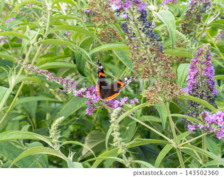 Red admiral butterfly lands on a purple buddleia flower spike in a lush garden, showcasing natural beauty and vibrant wildlife in a tranquil ecosystem during the warm summer season Red admiral butterfly lands on a purple buddleia flower spike in a lush garden, showcasing natural beauty and vibrant wildlife in a tranquil ecosystem during the warm summer season 143502360