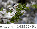 White plum blossoms bloom on a branch with fresh green leaves under bright spring sunlight, creating a delicate natural background that signifies renewal and the awakening of nature 143502491