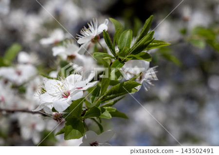 White plum blossoms bloom on a branch with fresh green leaves under bright spring sunlight, creating a delicate natural background that signifies renewal and the awakening of nature White plum blossoms bloom on a branch with fresh green leaves under bright spring sunlight, creating a delicate natural background that signifies renewal and the awakening of nature 143502491