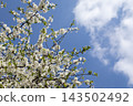 A blooming cherry tree branch with white blossoms stretches across a bright blue sky, capturing the fresh essence of spring and the seasonal arrival of warm sunny days in nature today 143502492