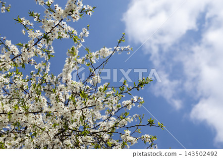 A blooming cherry tree branch with white blossoms stretches across a bright blue sky, capturing the fresh essence of spring and the seasonal arrival of warm sunny days in nature today A blooming cherry tree branch with white blossoms stretches across a bright blue sky, capturing the fresh essence of spring and the seasonal arrival of warm sunny days in nature today 143502492