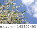 A blooming cherry tree branch with delicate white flowers reaching toward a clear blue sky, evoking a refreshing sense of spring growth and seasonal renewal in the bright daylight 143502493