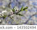 A blooming plum tree branch with delicate white flowers and fresh green leaves, reaching towards a blurred sunny sky to signify the arrival of spring and natural seasonal rejuvenation 143502494