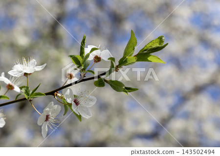 A blooming plum tree branch with delicate white flowers and fresh green leaves, reaching towards a blurred sunny sky to signify the arrival of spring and natural seasonal rejuvenation A blooming plum tree branch with delicate white flowers and fresh green leaves, reaching towards a blurred sunny sky to signify the arrival of spring and natural seasonal rejuvenation 143502494