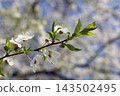 Delicate white cherry blossoms bloom on a slender tree branch in spring, captured in soft natural sunlight to evoke feelings of rebirth, renewal, and serene garden beauty outdoors 143502495
