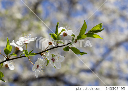 Delicate white cherry blossoms bloom on a slender tree branch in spring, captured in soft natural sunlight to evoke feelings of rebirth, renewal, and serene garden beauty outdoors Delicate white cherry blossoms bloom on a slender tree branch in spring, captured in soft natural sunlight to evoke feelings of rebirth, renewal, and serene garden beauty outdoors 143502495