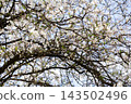 Blooming cherry tree branches with delicate white petals fill the frame under a clear blue sky, capturing the essence of spring renewal and natural beauty in a serene garden setting 143502496