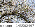 A vibrant cherry tree blooming with delicate white flowers under the soft sunlight, capturing the serene essence of spring season beauty in a peaceful garden landscape or urban park 143502497