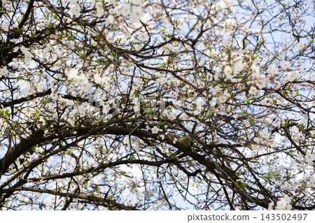 A vibrant cherry tree blooming with delicate white flowers under the soft sunlight, capturing the serene essence of spring season beauty in a peaceful garden landscape or urban park 143502497