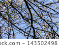 A small blue tit perches amidst the delicate white blossoms of a flowering cherry tree under a clear spring sky, capturing the essence of nature and the vibrant arrival of the season 143502498