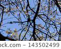 A small bird sits perched on a tree branch surrounded by delicate white spring blossoms against a clear blue sky, evoking a serene mood of renewal and peaceful natural beauty outdoors 143502499
