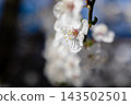 A close-up of a white cherry blossom blooming on a branch against a soft blurred background, capturing the delicate beauty of spring nature in a peaceful garden during daylight hours 143502501
