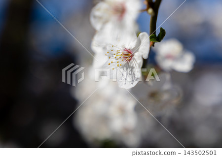 A close-up of a white cherry blossom blooming on a branch against a soft blurred background, capturing the delicate beauty of spring nature in a peaceful garden during daylight hours 143502501