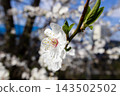 Delicate white apricot blossom growing on a brown branch in a sunny spring garden, conveying renewal and natural beauty through a soft bokeh background of fresh blooming orchard trees 143502502