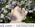 A hand wearing a golden ring with a small diamond touches delicate white spring blossoms on a branch, creating a romantic atmosphere of engagement, love, and seasonal renewal outdoors 143502504