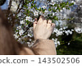 A person wearing a sparkling diamond ring gently touches delicate white cherry blossoms on a sunny spring day, capturing a romantic and peaceful moment of connection with nature 143502506