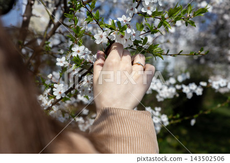 A person wearing a sparkling diamond ring gently touches delicate white cherry blossoms on a sunny spring day, capturing a romantic and peaceful moment of connection with nature A person wearing a sparkling diamond ring gently touches delicate white cherry blossoms on a sunny spring day, capturing a romantic and peaceful moment of connection with nature 143502506
