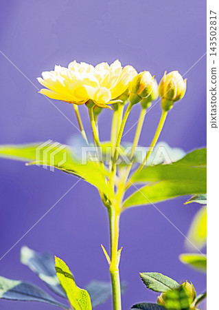 房子周圍的野花,各種季節的花朵,在屋簷下的樹籬中開始綻放。美麗優雅的黃色班克木玫瑰也開始盛開。 房子周圍的野花,各種季節的花朵,在屋簷下的樹籬中開始綻放。美麗優雅的黃色班克木玫瑰也開始盛開。 143502817