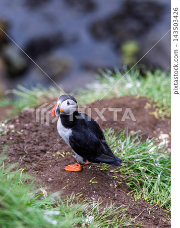 Atlantic puffin standing on grassy ground at Hafnarholmi in summer, Iceland Atlantic puffin standing on grassy ground at Hafnarholmi in summer, Iceland 143503426