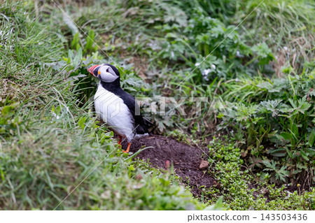 Atlantic puffin standing among green grass at Hafnarholmi colony in Iceland Atlantic puffin standing among green grass at Hafnarholmi colony in Iceland 143503436