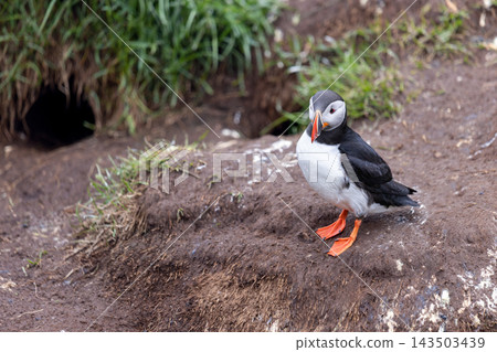 Atlantic puffin standing beside grassy burrow at Hafnarholmi in Iceland Atlantic puffin standing beside grassy burrow at Hafnarholmi in Iceland 143503439