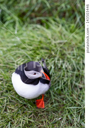 Atlantic puffin standing in green grass at Hafnarholmi colony in Iceland 143503446