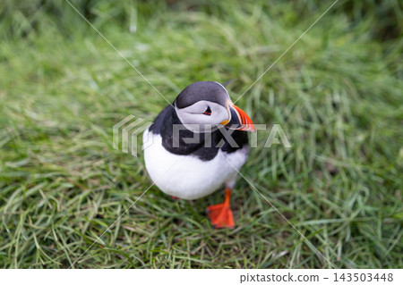 Atlantic puffin standing in green grass at Hafnarholmi colony, Iceland 143503448
