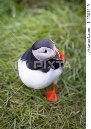 Atlantic puffin with colorful bill standing on grass at Hafnarholmi, Iceland 143503449