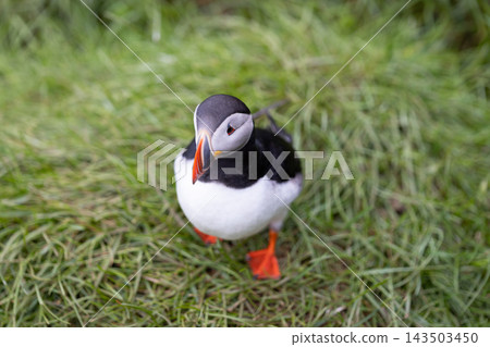 Atlantic puffin with colorful beak standing in grass at Hafnarholmi, Iceland Atlantic puffin with colorful beak standing in grass at Hafnarholmi, Iceland 143503450