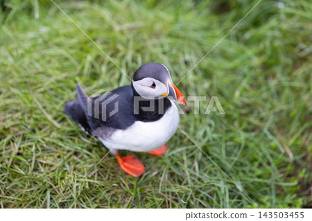 Atlantic puffin with colorful beak standing on grass at Hafnarholmi, Iceland Atlantic puffin with colorful beak standing on grass at Hafnarholmi, Iceland 143503455