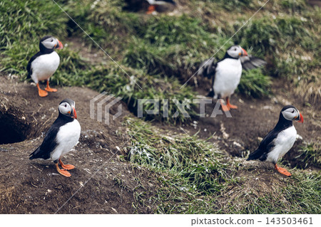 Four Atlantic puffins beside grassy burrows at Hafnarholmi colony in Iceland Four Atlantic puffins beside grassy burrows at Hafnarholmi colony in Iceland 143503461